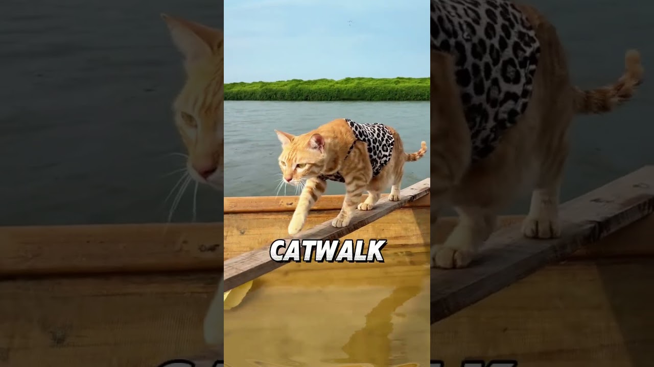 Taking My Cats and Pigeon on a Sailing Adventure! (Zero Fish Caught)