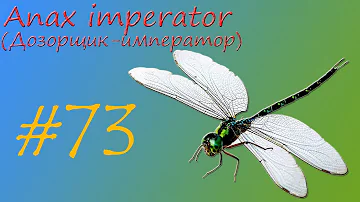 Anax imperator (Дозорщик-император)