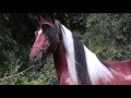 Hacienda Gasparilla Pinto Paso Fino Horses