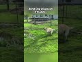 HEARTWARMING MOMENTS CAUGHT ON CAMERA (Animal Edition) #shorts
