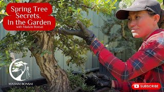 Spring Tree Secrets, In the Garden with Madam Bonsai.