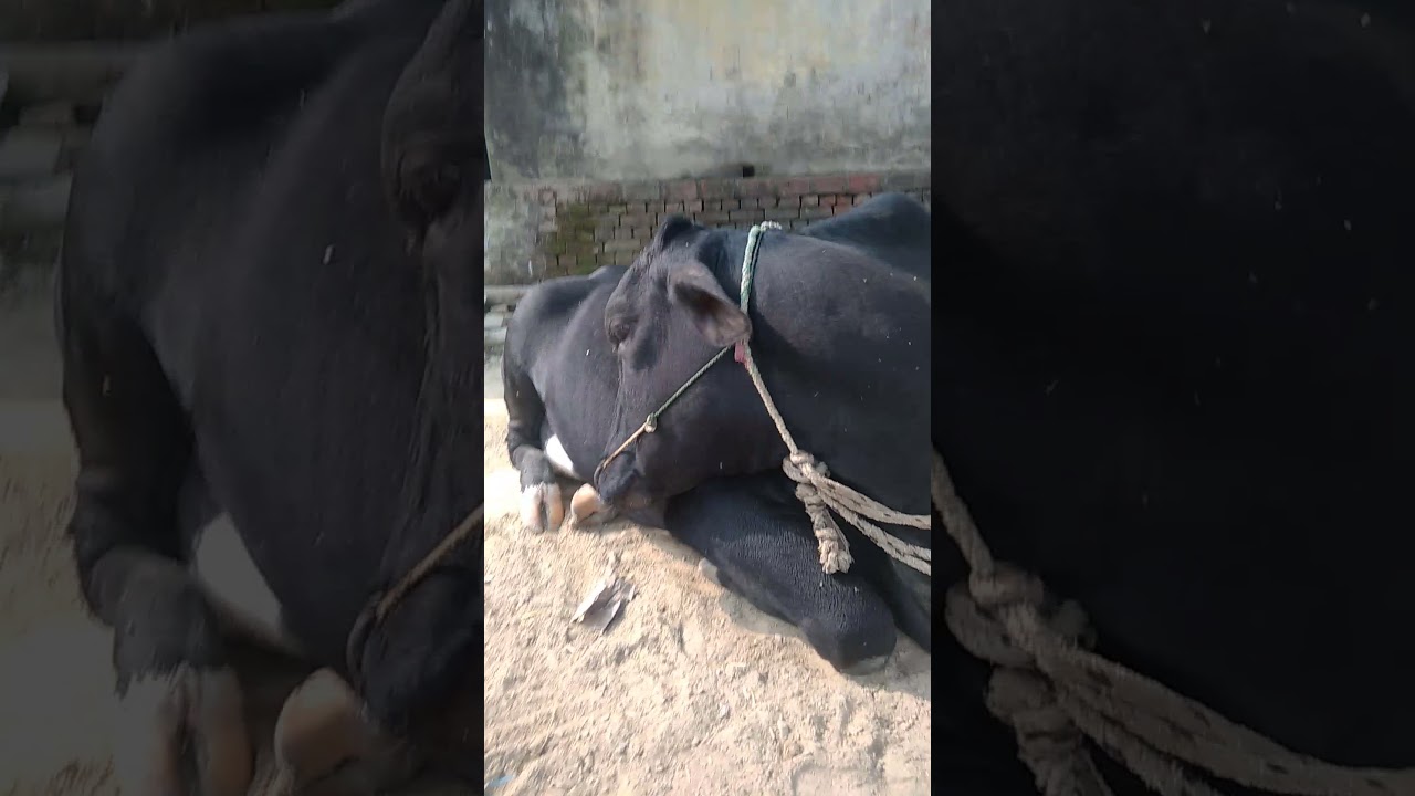 cow who gives 4-5 liters of high fat milk per day