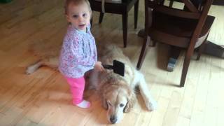 Toddler Brushes Her Golden Retriever by TuBob Shakur 4,418 views 7 years ago 53 seconds