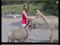 جحش البراري 