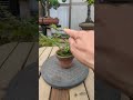 長寿梅の整枝