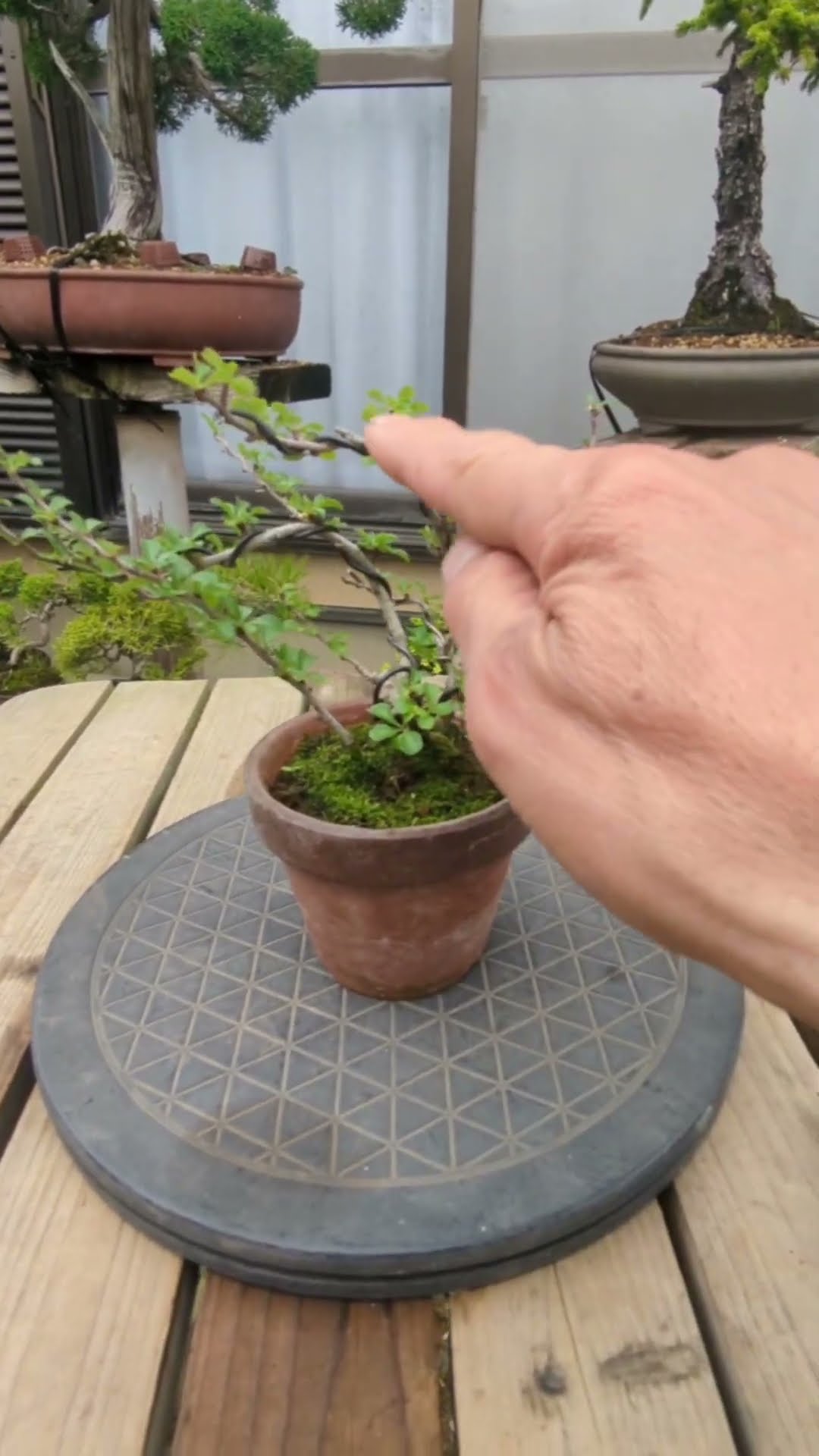 Pruning a Japanese Flowering Quince - YouTube