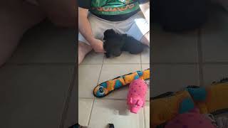 black Schipperke puppies