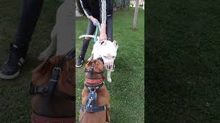 Pitbul Ve Dogonun Tepkilerini Ölçtük Sizin Terciğiniz Ne ?