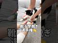 愛猫に３匹に靴下履かせたらこうなりました#shorts
