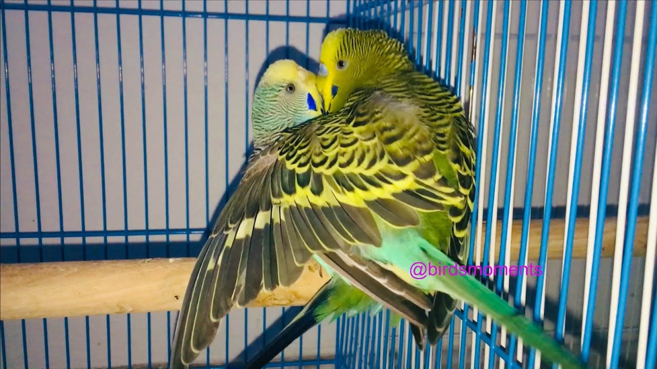 Budgies mating during their breeding period (Turquoise and Jade the