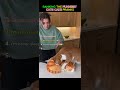Ranking the funniest cats cake pranks #shorts #funny #cat