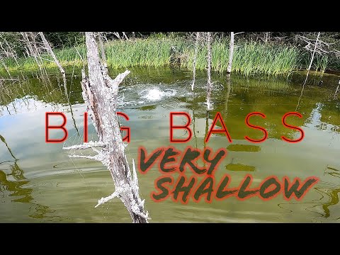 Shallow Water Big Bass Lake Fayette Adventures