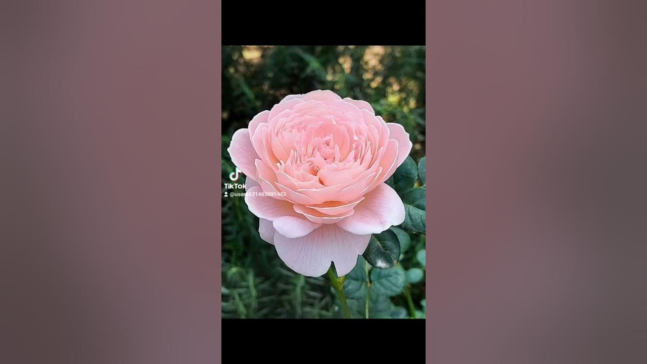 video de flores - YouTube