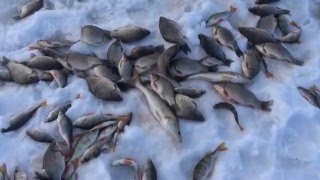Зимняя рыбалка на реке Чулым Здвинского района.