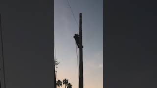 Brian Rigging Palm Log With Flip
