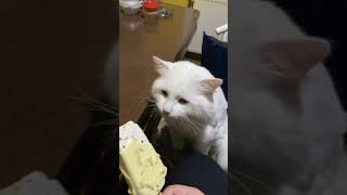 Dondurma Yerken Donan Kedi Paşa. Freezing Cat While Eating Ice Cream.