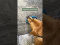 Bath Time for Anxious Dogs | Going Slow with Duke