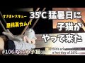1猛暑の屋根裏で保護した子猫たち【なにわ・子猫保護】生後1ヶ月🐾白白白白キジ😺 Picture of kitten rescue