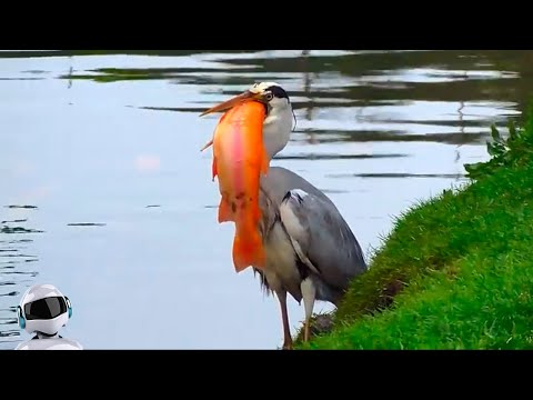 Видео: Ядат ли сивите чапли змии?