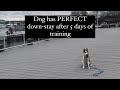 Dog Has PERFECT Down Stay After 5 Days of Training - Old Town, Alexandria