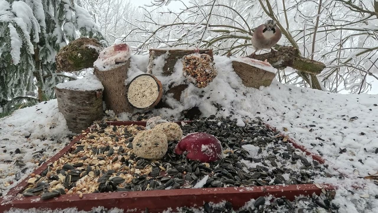 🔴📺 Sojka si pochutnává na vepřovém sádle 🐦