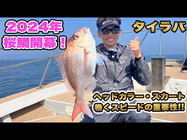 Tairaba] Sakuradai season begins in 2024❕ The catch varies