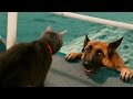 Funny Cats And Dogs - Funny Cats vs Dogs - Funny Animals Compilation