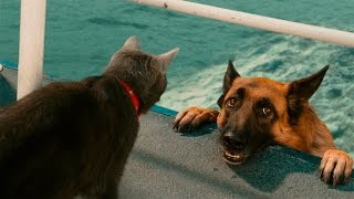 Funny Cats And Dogs  Funny Cats vs Dogs  Funny Animals Compilation