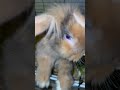 Rabbit🐰#rabbit #bunny #bunnies #rabbitlife #cute #rabbitlove #pet #bunnylife #love #pets #animals