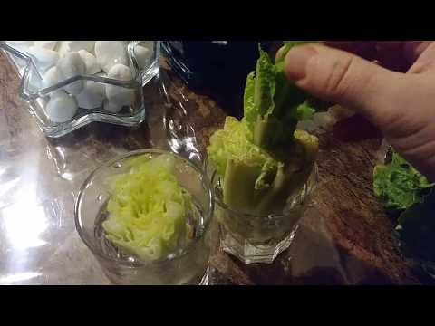 فيديو: نباتات الخس الداخلية - كيفية زراعة الخس في المنزل