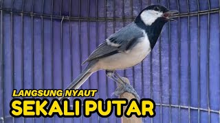 Pancingan GELATIK BATU | Gelatik Jantan dan Betina akan ikut respon jika mendengar suara ini