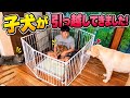 子犬が引っ越してきた！先住犬、猫の反応がこうなりました