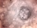 Birdcam_2010-04-24_18-36-41.avi