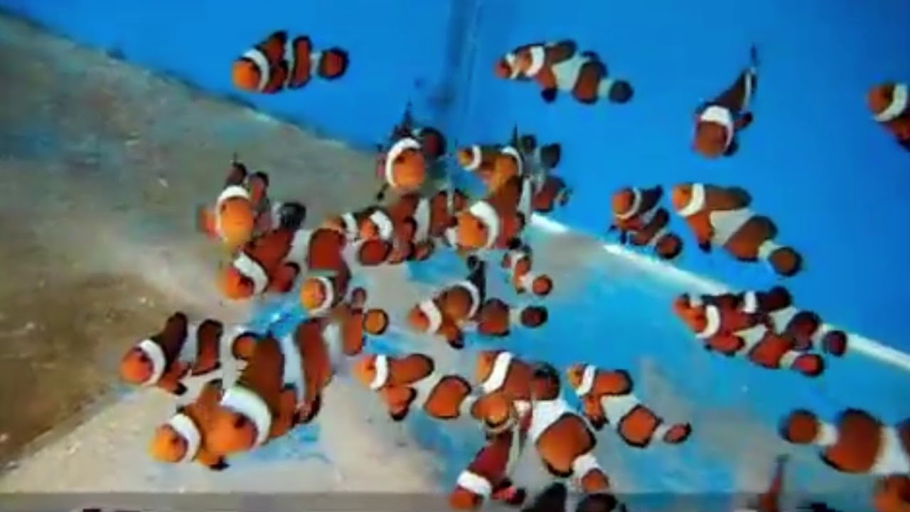 Clownfish - Finding Nemo ..... Awesome Saltwater Aquarium ...
