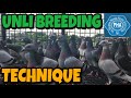 UNLI BREEDING TECHNIQUE | RACING PIGEON | XMAKINA OFFICIAL