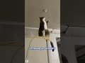 Cats! Cats! And More Cats!! | FUNNY Cat Videos!