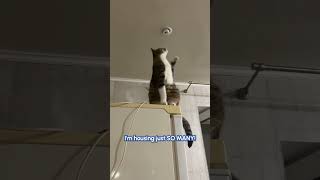 Cats! Cats! And More Cats!! | FUNNY Cat Videos!