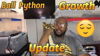 Reptile Vlog #10: Ball python growth update!!! 🐍