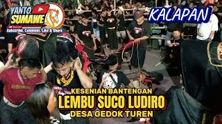 KALAPAN BANTENGAN LEMBU SUCO LUDIRO 🔴 Ds GEDOK TUREN #lsl #bantengan #mberot
