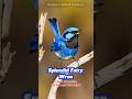 Splendid fairy wren #birds #birdsongs