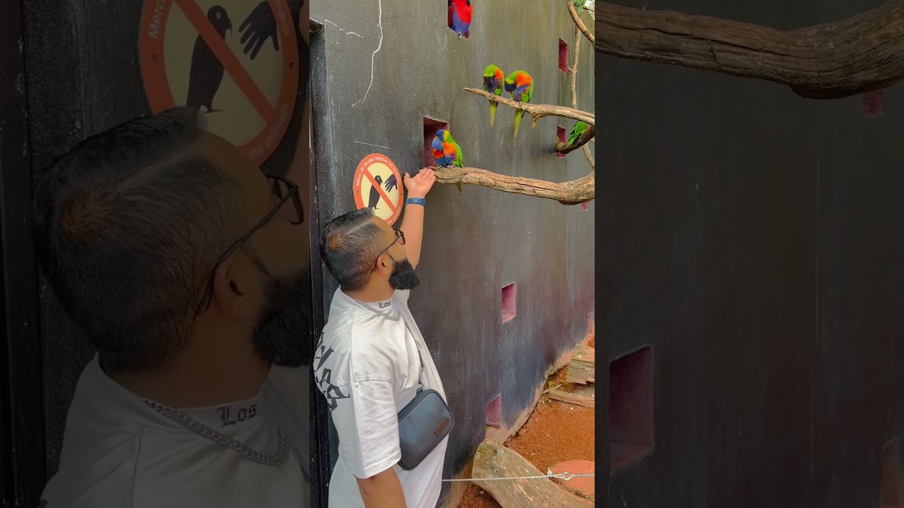 Thoiry ZooSafari    Tik tok 