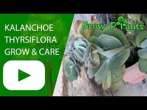 Kalanchoe thyrsiflora - grow & care (Kalanchoe thyrsifolia)