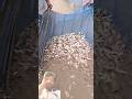 Massive Net Catch 😱🐟#fishing#viral#fish#village#shorts