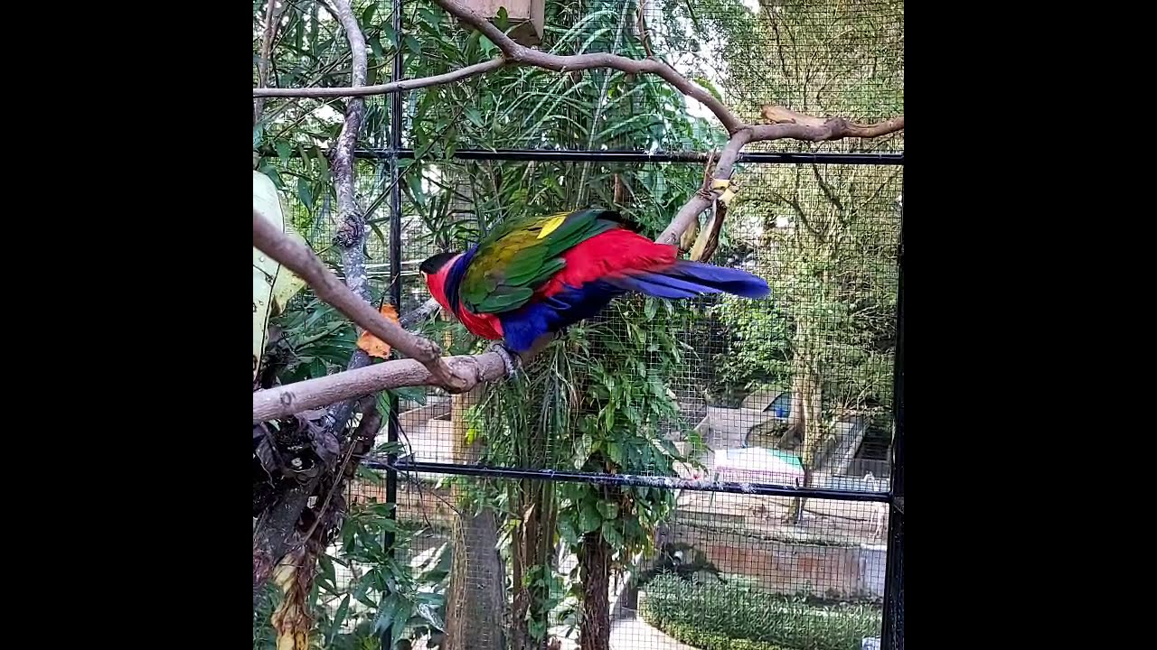 Black Head parrot / Nuri Kepala Hitam 