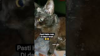 🐾🤗 #cat #kucinghitam #kucing