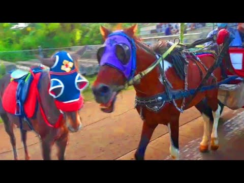 Video: Kuda Coklat Kemerahan