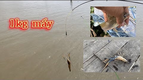 Vựa cây súc trên sông lớn toàn tôm càng xanh với cá chốt giấy #67vlogs