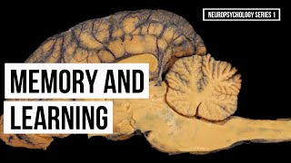 Memory and Learning (Series 1)
