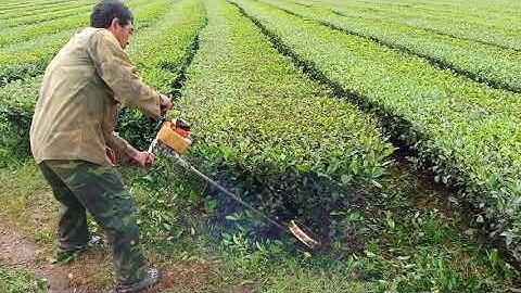 Máy cắt chè , máy rong cành chè , máy làm cỏ chè