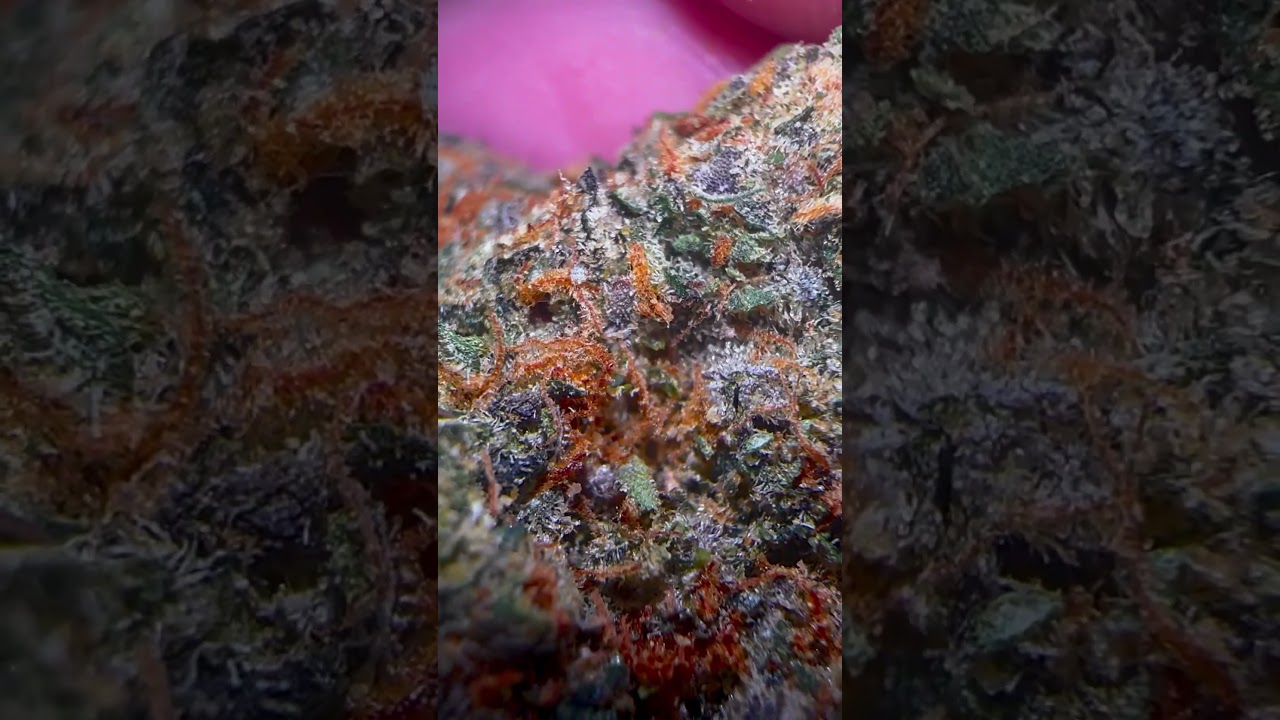 Gelato OG Close Up!